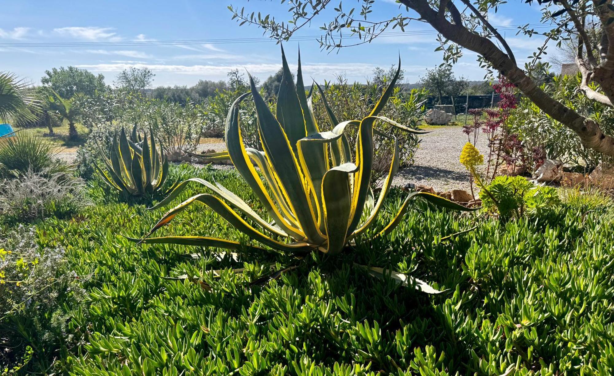 Finca Es Velar 산타니 외부 사진